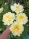 Itoh "Bartzella" 3/5 0283 фото 3