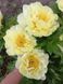 Itoh "Bartzella" 3/5 0283 фото 1