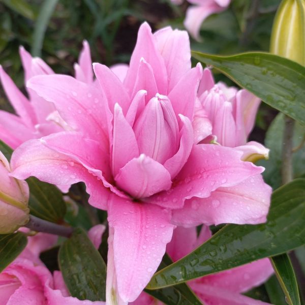 Diantha 18/20  0033 фото
