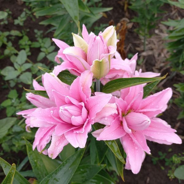Diantha 18/20  0033 фото