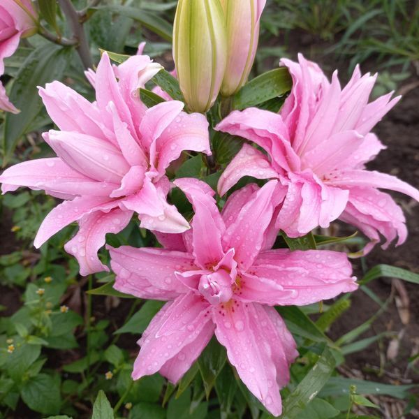 Diantha 18/20  0033 фото