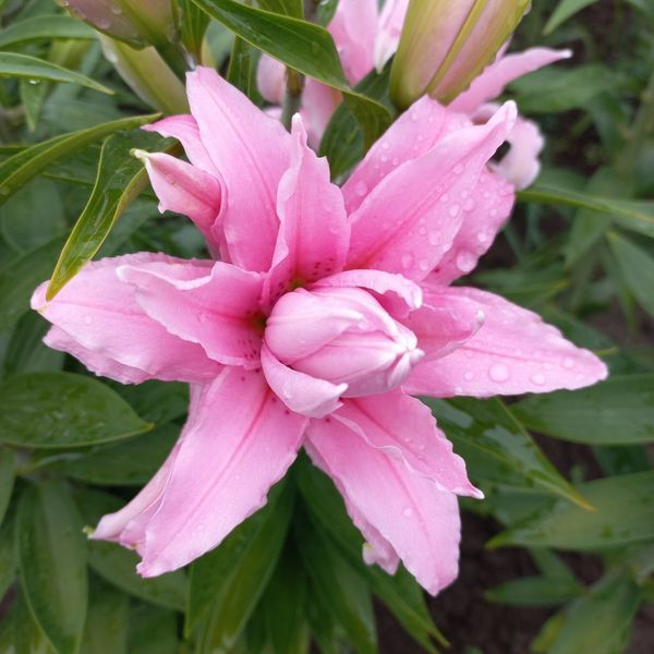 Diantha 18/20  0033 фото