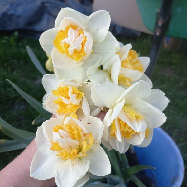 Нарцис Golden Pearl 12/14 0233 фото