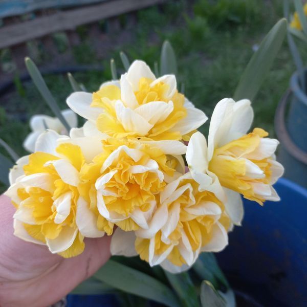 Нарцис Golden Pearl 12/14 0233 фото
