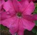 Лімбо F1 rose 1000 драже, грандіфлора,Hem Genetics, Нідерланди 1765 фото