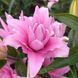 Diantha 18/20  0033 фото 4