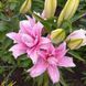 Diantha 18/20  0033 фото 6