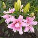 Diantha 18/20  0033 фото 9