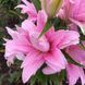 Diantha 18/20  0033 фото 3