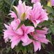 Diantha 18/20  0033 фото 2