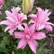 Diantha 18/20  0033 фото 8