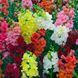 Мадам Батерфляй F1 (махрові, зріз) mix 100 шт Syngenta Flowers, Нідерланди 0630 фото