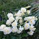 Нарцис Bridal crown 12/14 0083 фото 2