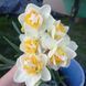 Нарцис Golden Pearl 12/14 0233 фото 5
