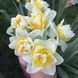 Нарцис Golden Pearl 12/14 0233 фото 4