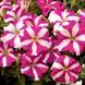 Пікобелла F1 рожева зірка 200 драже, мілліфлора, Syngenta Flowers, Нідерланди 1865 фото