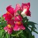Снеппі F1 rose 100 шт, Hem Genetics, Нідерланди 1668 фото