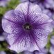 Тритунія F1 blue veined 1000 драже, грандіфлора, Syngenta Flowers, Нідерланди 1815 фото