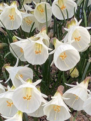 Нарцис White Petticoat 6+ 0234 фото