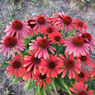 Ехінацея Red Pearl 2806 фото