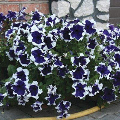 Фрост F1 blue 1000 драже, грандіфлора,Syngenta Flowers, Нідерланди 1916 фото