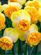 Нарцис Art Perfume 12/14 0184 фото 2