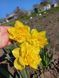 Нарцис Heamoor 12/14 0084 фото 3