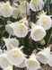 Нарцис White Petticoat 6+ 0234 фото 1