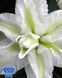 Empress 18/20 0034 фото 2