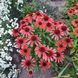 Ехінацея Red Pearl 2806 фото 3