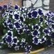 Фрост F1 blue 1000 драже, грандіфлора,Syngenta Flowers, Нідерланди 1916 фото