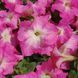 Лімбо F1 rose morn 1000 драже, грандіфлора,Hem Genetics, Нідерланди 1766 фото