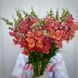 Мадам Батерфляй F1 (махрові, зріз) бронзовий 100 шт Syngenta Flowers, Нідерланди 0631 фото