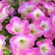 Пікобелла F1 рожевий ранок 200 драже, мілліфлора, Syngenta Flowers, Нідерланди 1866 фото