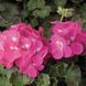 Пінто F1 deep rose 100 шт,Syngenta Flowers, Нідерланди 1966 фото