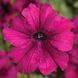 Тритунія F1 burgundy 1000 драже, грандіфлора, Syngenta Flowers, Нідерланди 1816 фото