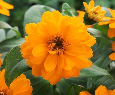 Цинія Белайз  Double Orange 100 шт Новинка 3103 фото