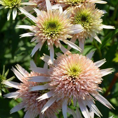 Ехінацея Cherry Fluff 2807 фото