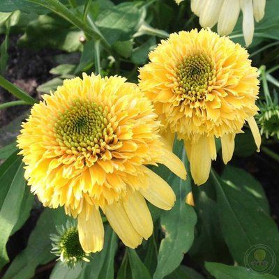 Ехінацея Lemon Drop 2697 фото