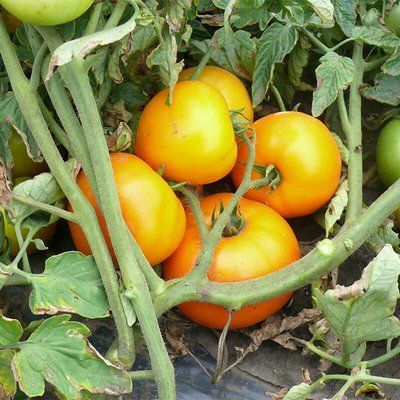 Світ Сан F1 LS, 500 шт, Lark Seeds (США) 0883 фото