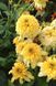 Ехінацея Lemon Drop 2697 фото 4