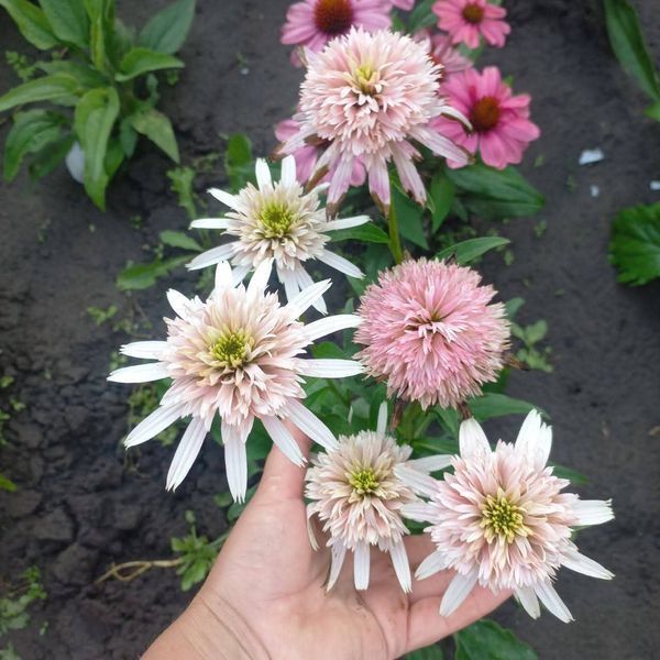 Ехінацея Cherry Fluff 2807 фото