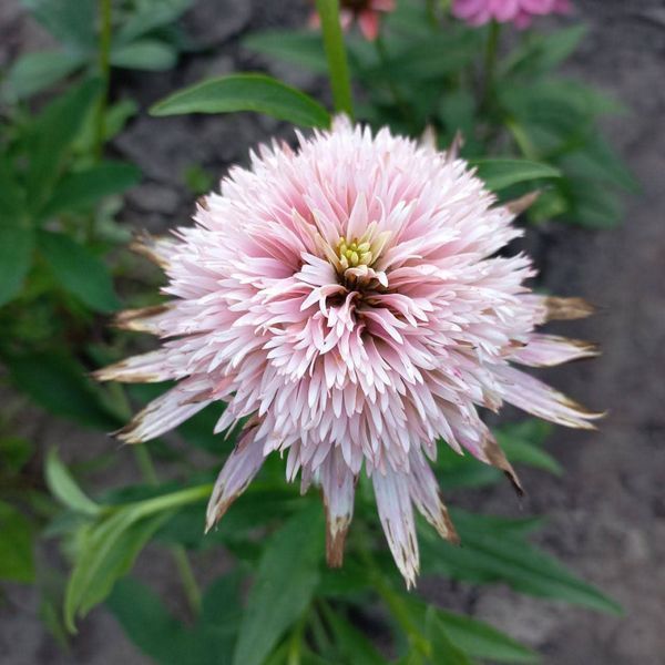 Ехінацея Cherry Fluff 2807 фото
