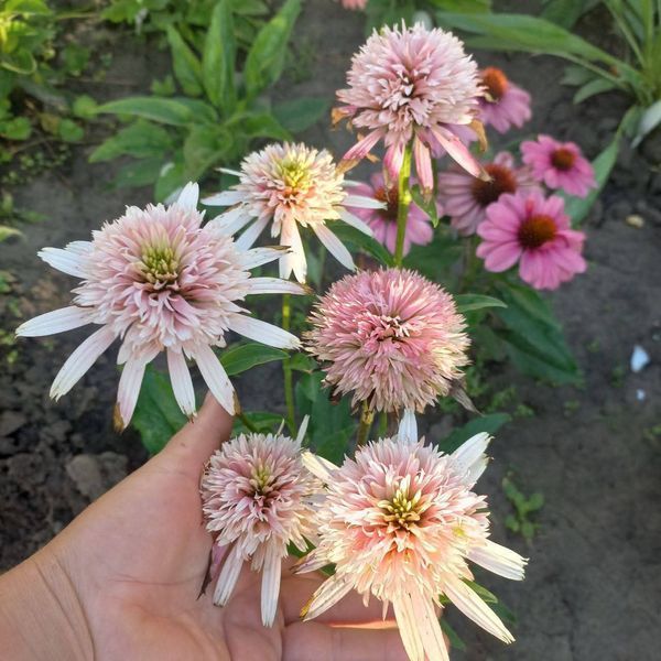 Ехінацея Cherry Fluff 2807 фото
