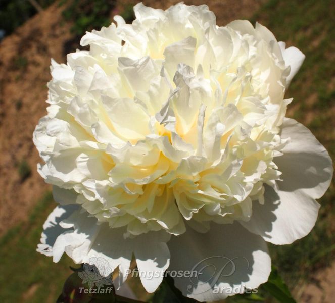 Cheddar Cheese 3/5 2411 фото