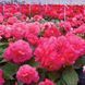 Бегонія Нонстоп F1 deep rose 100 драже,будьбова,Benary, Німеччина 2162 фото