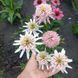 Ехінацея Cherry Fluff 2807 фото 2