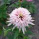 Ехінацея Cherry Fluff 2807 фото 5