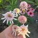 Ехінацея Cherry Fluff 2807 фото 4