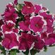 Лімбо F1 rose picotee 1000 драже, грандіфлора, Hem Genetics, Нідерланди 1767 фото